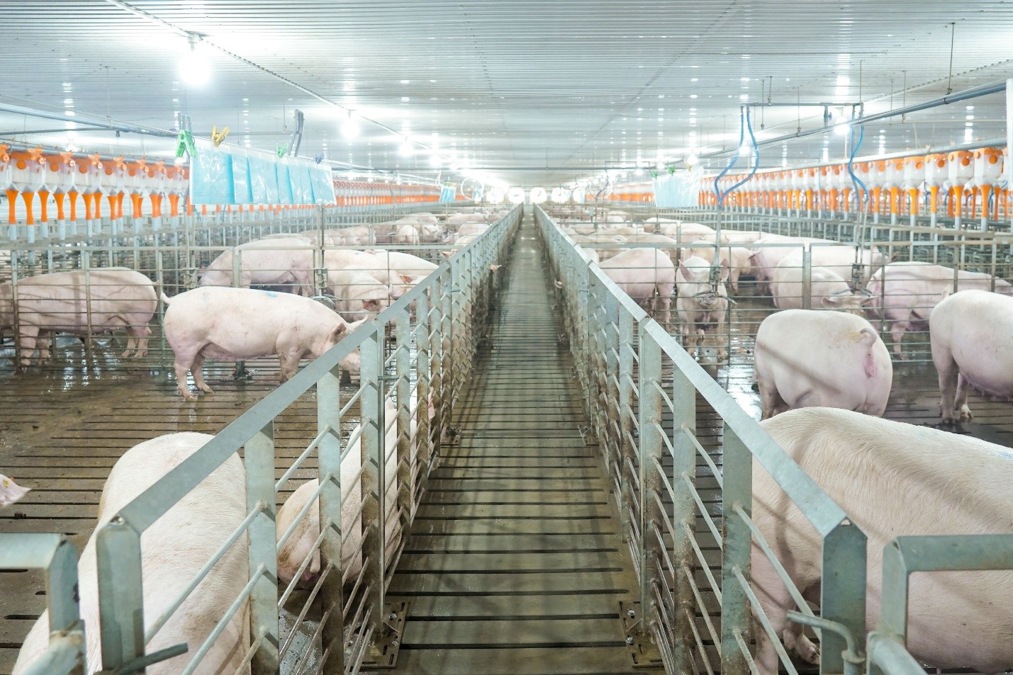 Lợi nhuận BAF lao dốc trước áp lực chi phí và giá heo- Ảnh 1. Lợi nhuận BAF lao dốc trước áp lực chi phí và giá heo- Ảnh 1.