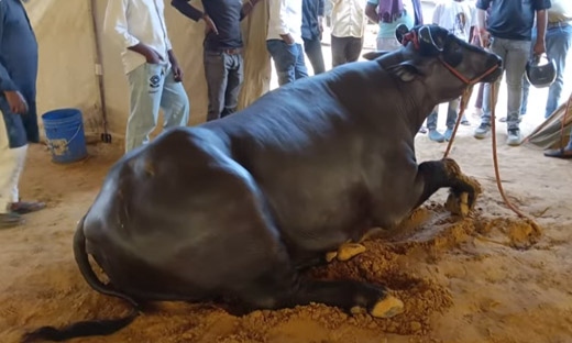 Con trâu khổng lồ có giá hơn 68 tỷ đồng- Ảnh 1.
