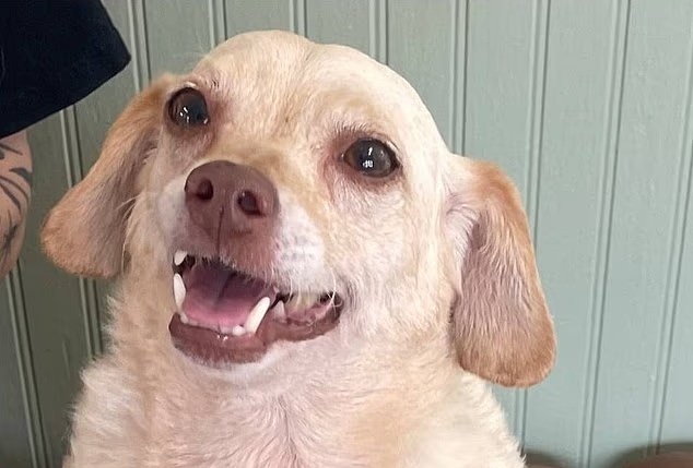 Chú chó thất lạc suốt 5 năm đoàn tụ kỳ diệu với chủ - Ảnh 1. Chú chó thất lạc suốt 5 năm đoàn tụ kỳ diệu với chủ - Ảnh 1.