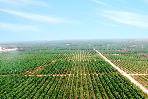 Doanh thu tăng trưởng, HAGL Agrico vẫn chìm trong gánh nặng tài chính- Ảnh 1. Doanh thu tăng trưởng, HAGL Agrico vẫn chìm trong gánh nặng tài chính- Ảnh 1.