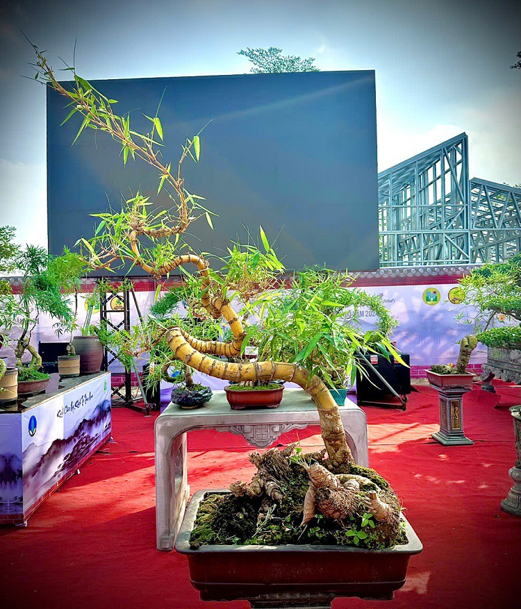 Loại cây quen thuộc mọc bờ bụi lên chậu thành bonsai giá nửa tỷ đồng vẫn "chưa ưng bán" - Ảnh 6.