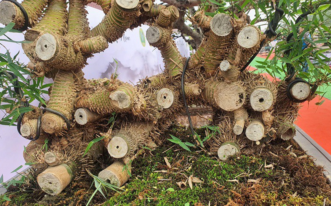 Cây xưa chỉ trồng lấy quả, nay ngắt lá non đem bán cũng ra tiền - Ảnh 4.