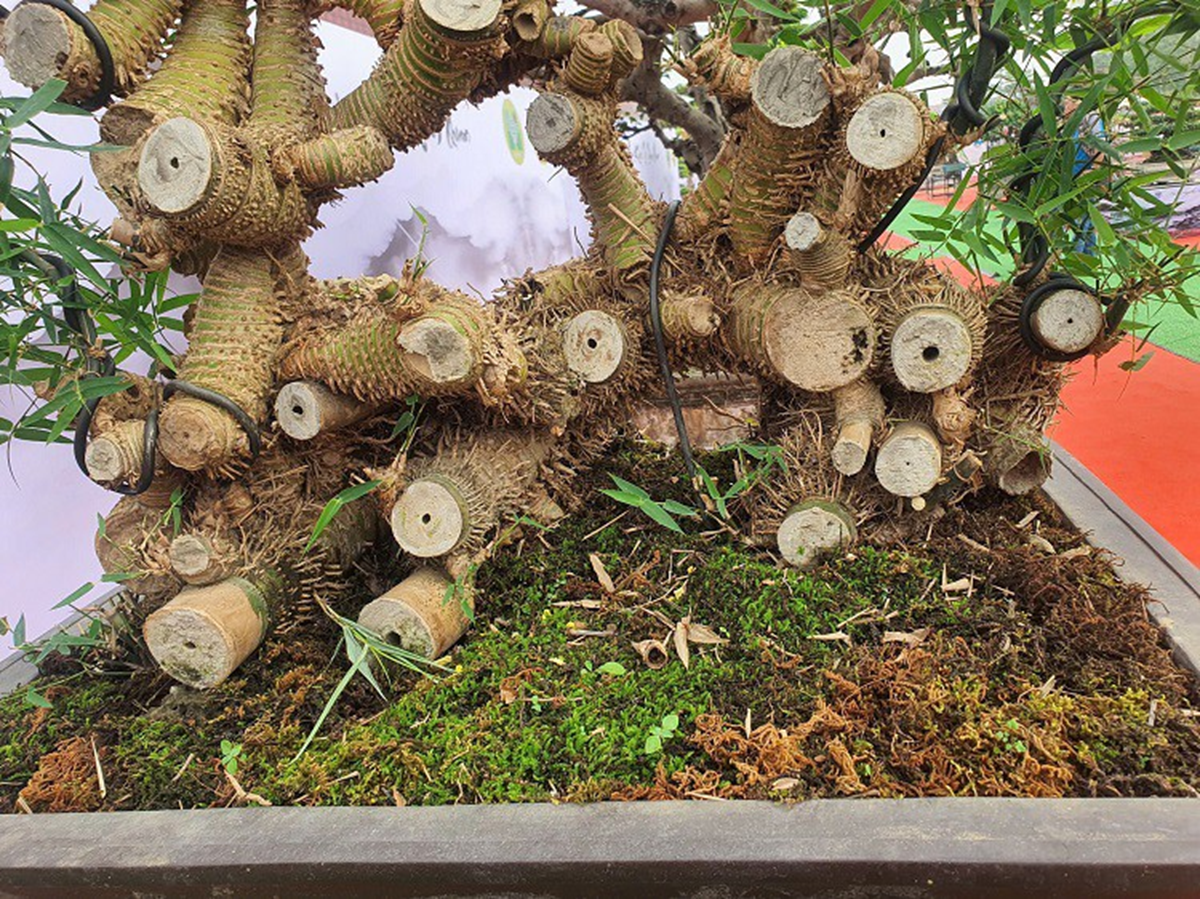 Loại cây quen thuộc mọc bờ bụi lên chậu thành bonsai giá nửa tỷ đồng vẫn "chưa ưng bán" - Ảnh 4.