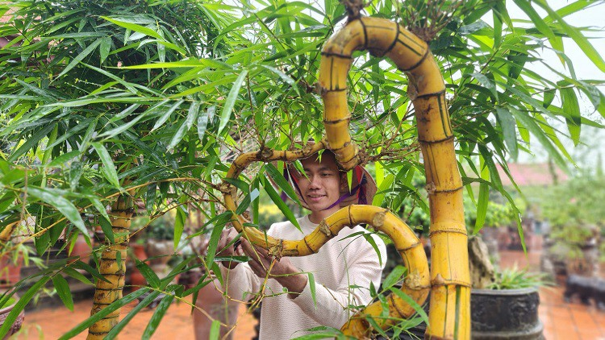 Loại cây quen thuộc mọc bờ bụi lên chậu thành bonsai giá nửa tỷ đồng vẫn "chưa ưng bán" - Ảnh 1.