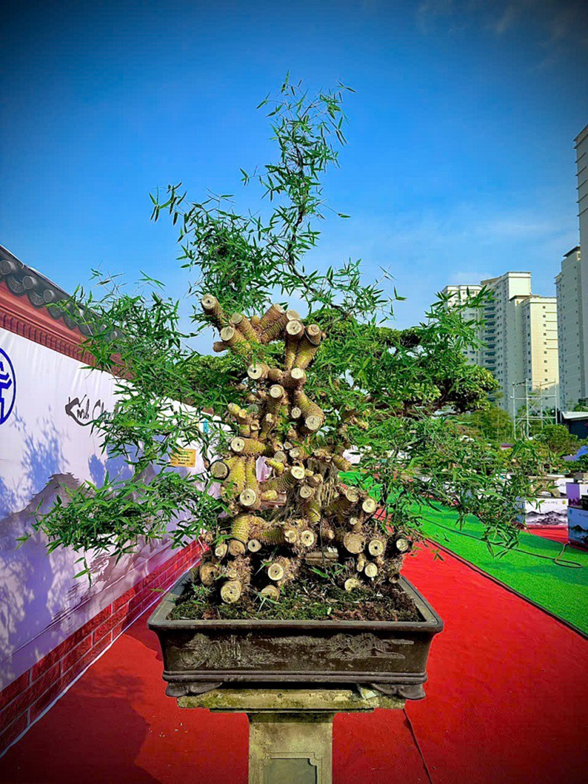 Loại cây quen thuộc mọc bờ bụi lên chậu thành bonsai giá nửa tỷ đồng vẫn "chưa ưng bán" - Ảnh 5.