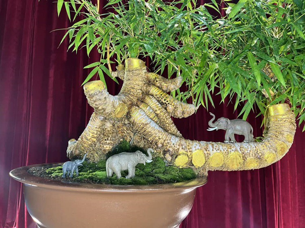 Loại cây quen thuộc mọc bờ bụi lên chậu thành bonsai giá nửa tỷ đồng vẫn "chưa ưng bán" - Ảnh 2.