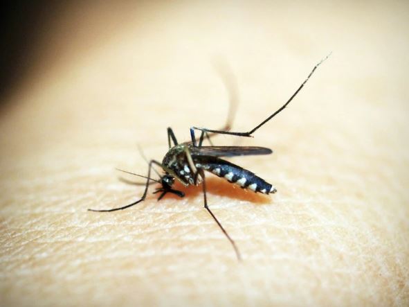 "Bí ẩn" đất nước duy nhất trên thế giới không có muỗi - Ảnh 1.