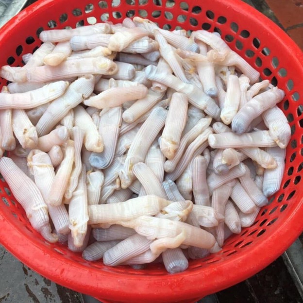 Đặc sản quý hiếm tên nghe lạ, nhìn thấy sợ nhưng chứa đựng cả tinh túy của biển - Ảnh 6.