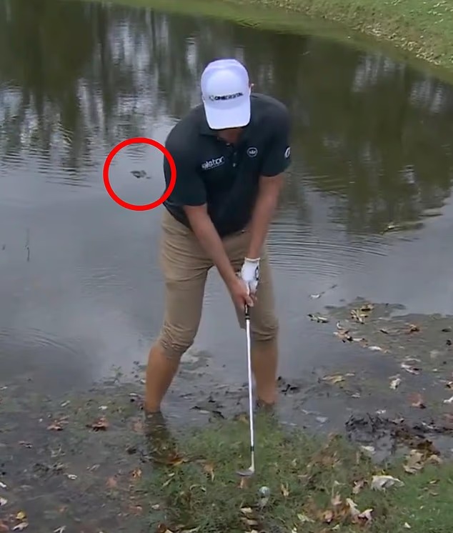 Thót tim khoảnh khắc cá sấu rình rập phía sau người chơi golf- Ảnh 1.