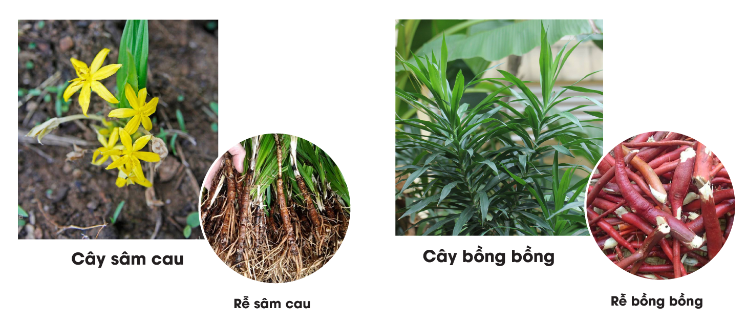Loài cây dại mọc bờ rào xưa không ai "ngó", nay nhổ rễ bán nửa triệu đồng/kg - Ảnh 2.