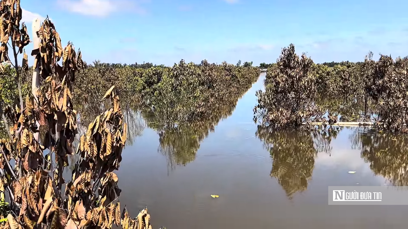 Khi mùa nước nổi không còn là “mùa lộc trời”- Ảnh 1.