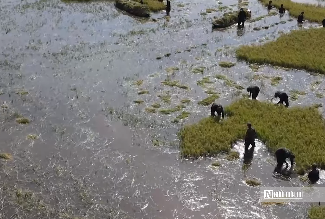 Khi mùa nước nổi không còn là “mùa lộc trời”- Ảnh 6.