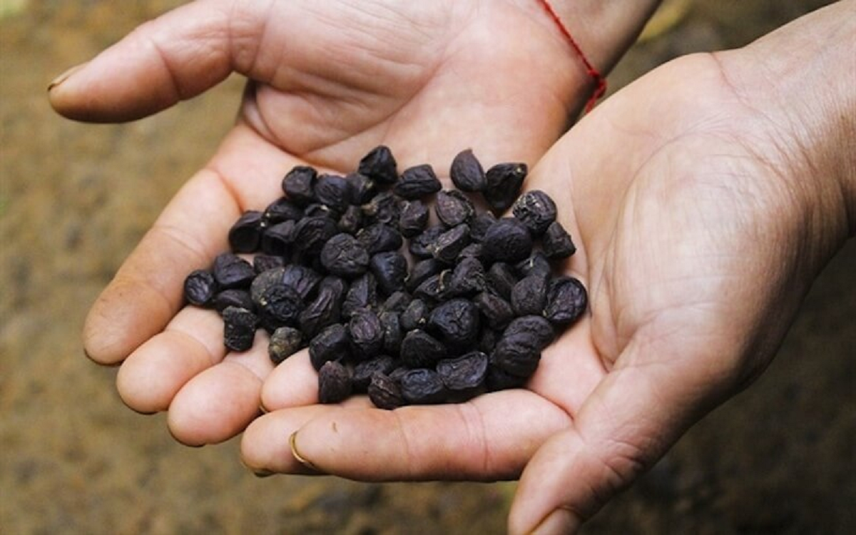 Loại hạt xưa rụng "thối gốc" không ai nhặt, nay 4 triệu đồng/kg - Ảnh 3.