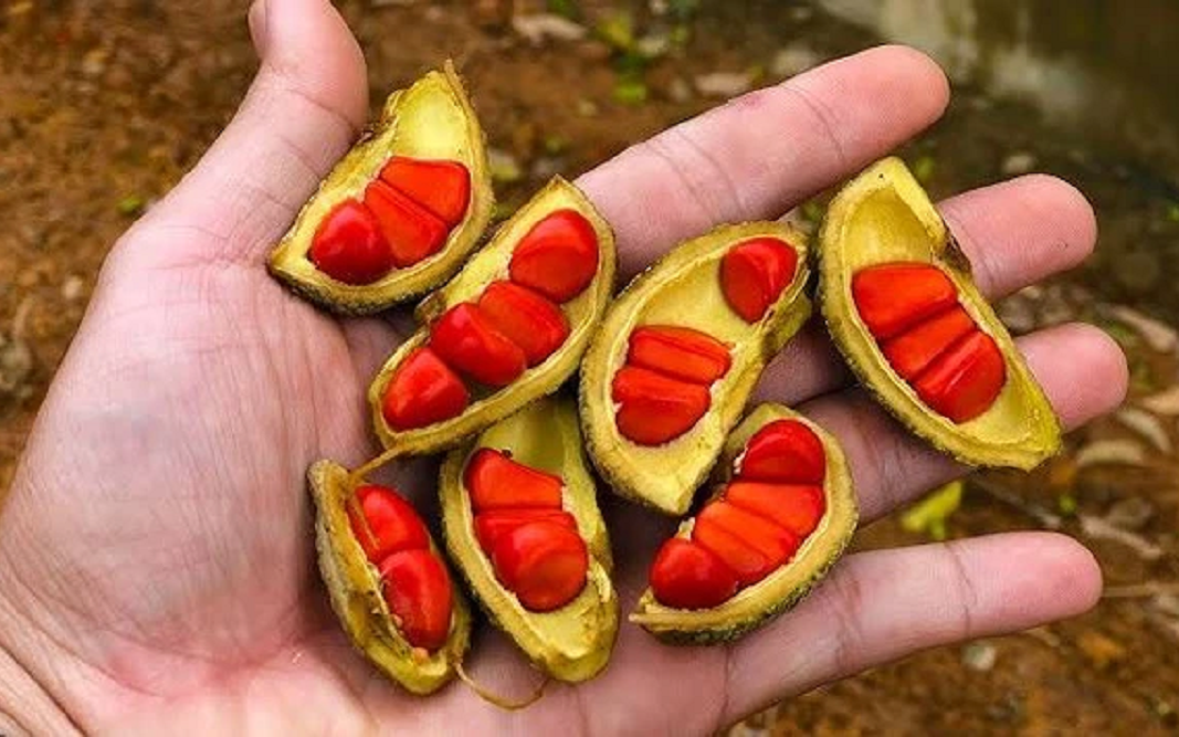 2 loại hạt được ví như "máy sạc tự nhiên" cho não, hạt số 1 ở quê có đầy nhưng ít ai hay- Ảnh 3. 2 loại hạt được ví như "máy sạc tự nhiên" cho não, hạt số 1 ở quê có đầy nhưng ít ai hay- Ảnh 3.