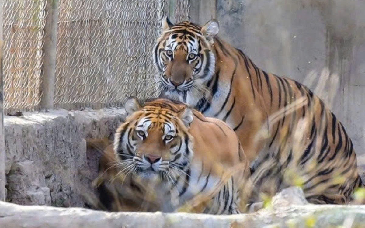 Nh&igrave;n ra ngo&agrave;i cửa sổ, người d&acirc;n bỗng thấy b&oacute;ng đne cảnh tượng "nổi da g&agrave;" - Ảnh 2.