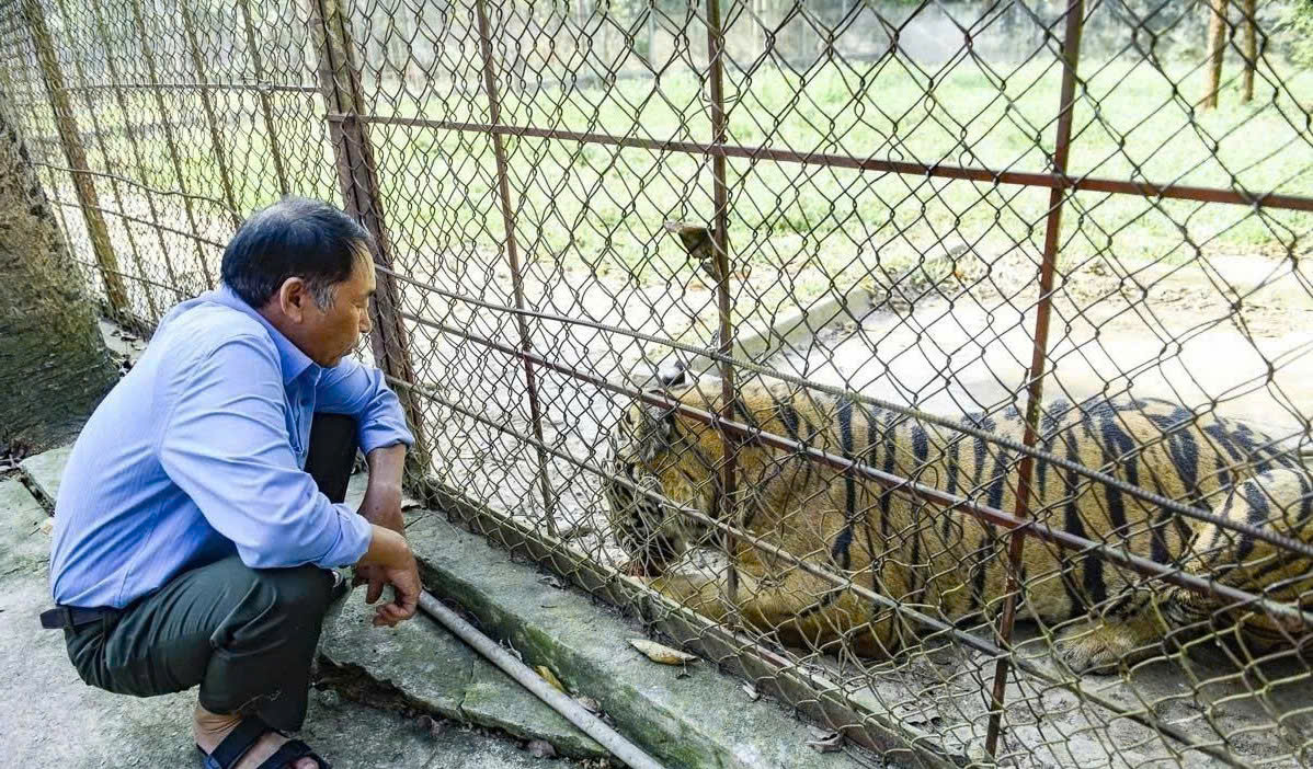 Kiệt quệ vì nuôi hổ trái phép, chủ trại ở Thanh Hóa giao 9 con hổ cho Vườn thú Hà Nội- Ảnh 2. Kiệt quệ vì nuôi hổ trái phép, chủ trại ở Thanh Hóa giao 9 con hổ cho Vườn thú Hà Nội- Ảnh 2.
