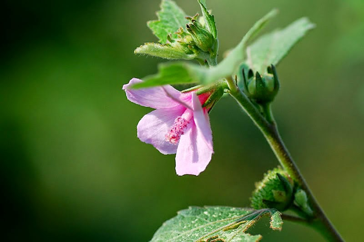 Loài cây "đáng ghét" trong mắt nông dân, nước ngoài bán nửa triệu/kg - Ảnh 2.