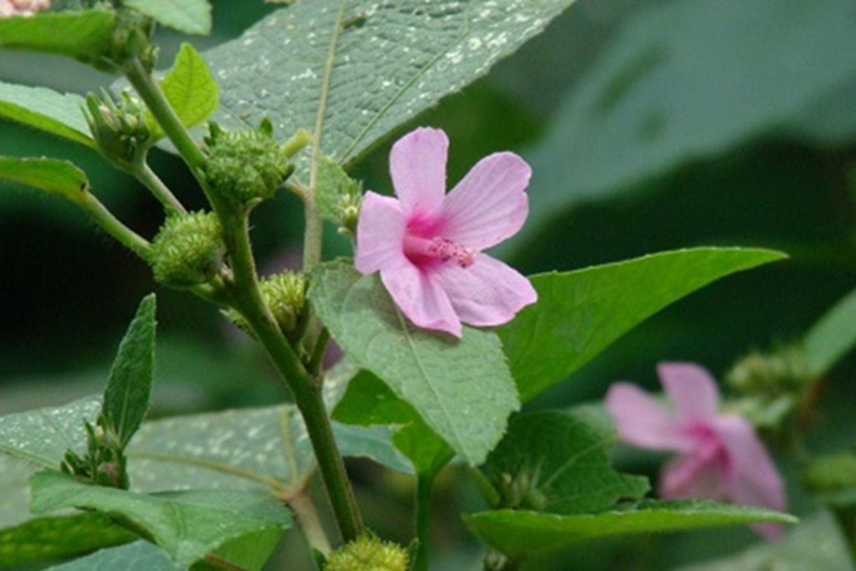 Loài cây "đáng ghét" trong mắt nông dân, nước ngoài bán nửa triệu/kg - Ảnh 1.