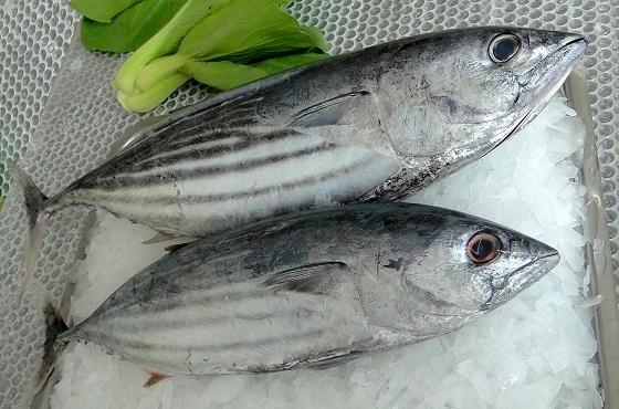 Doanh thu Đồ hộp Hạ Long có thể phục hồi từ "thực phẩm thú cưng"?- Ảnh 2.