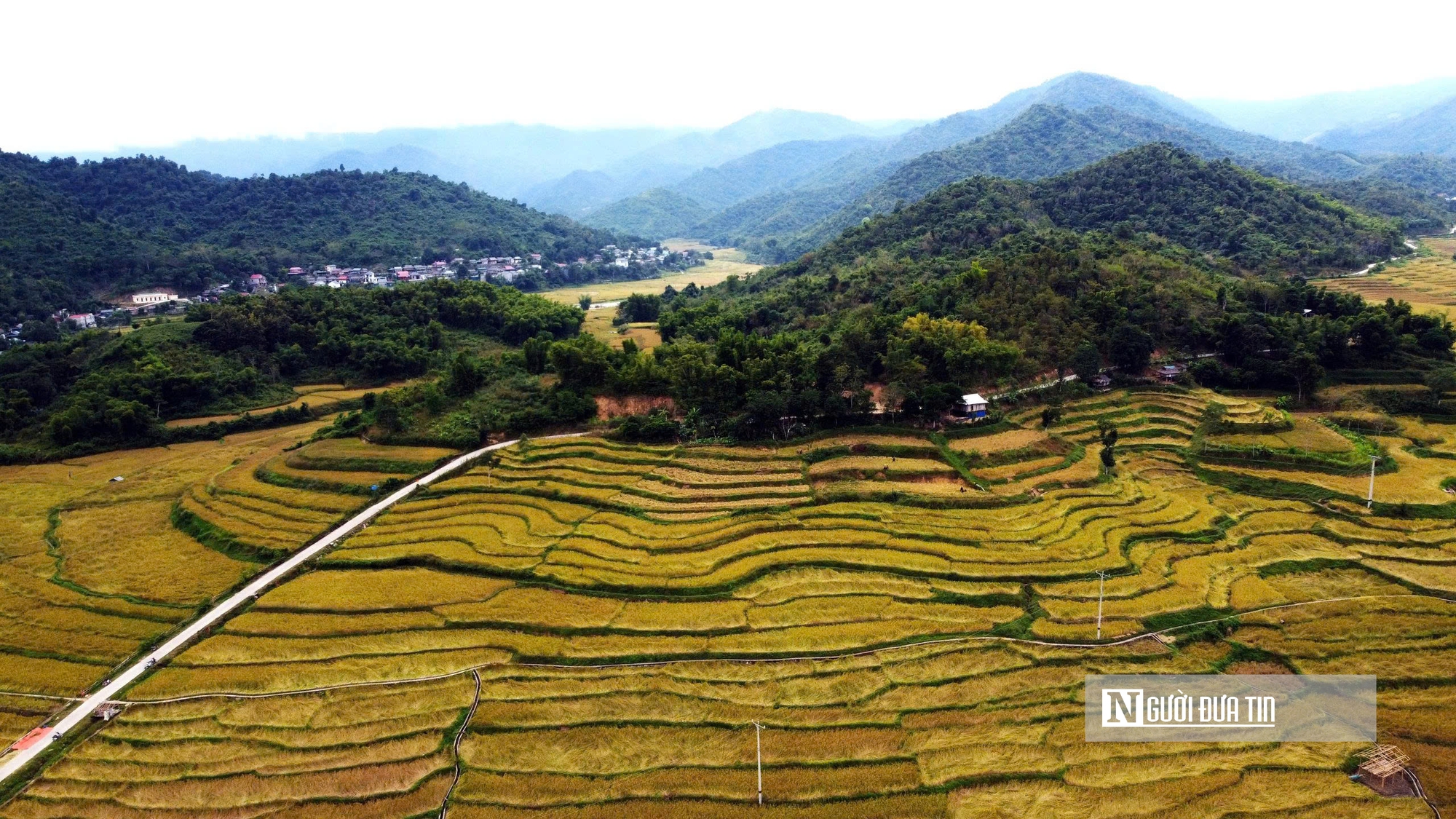Thanh Hóa: Xã vùng biên thu tiền tỷ, nhờ giống nếp thơm, dẻo, chịu hạn tốt- Ảnh 1.