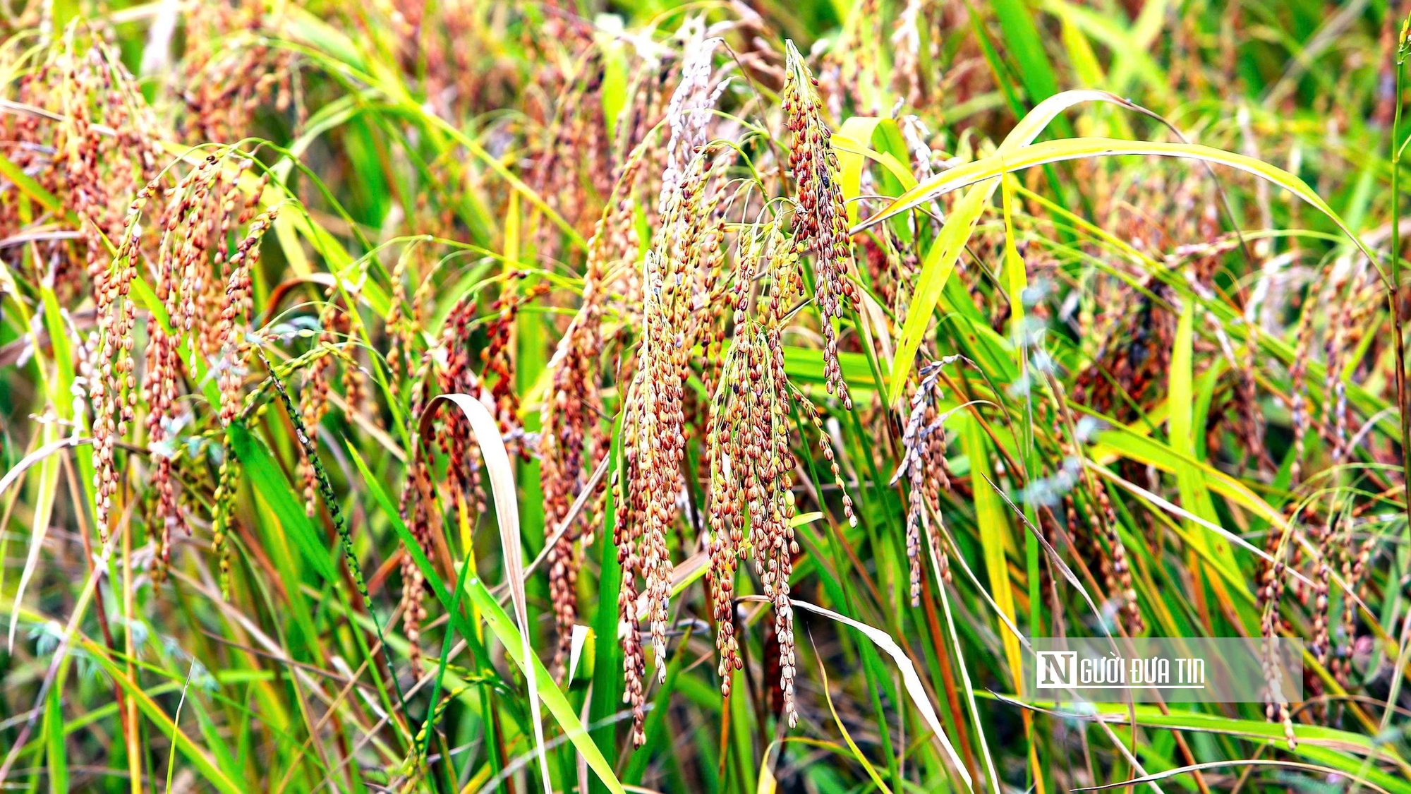 Thanh Hóa: Xã vùng biên thu tiền tỷ, nhờ giống nếp thơm, dẻo, chịu hạn tốt- Ảnh 2.