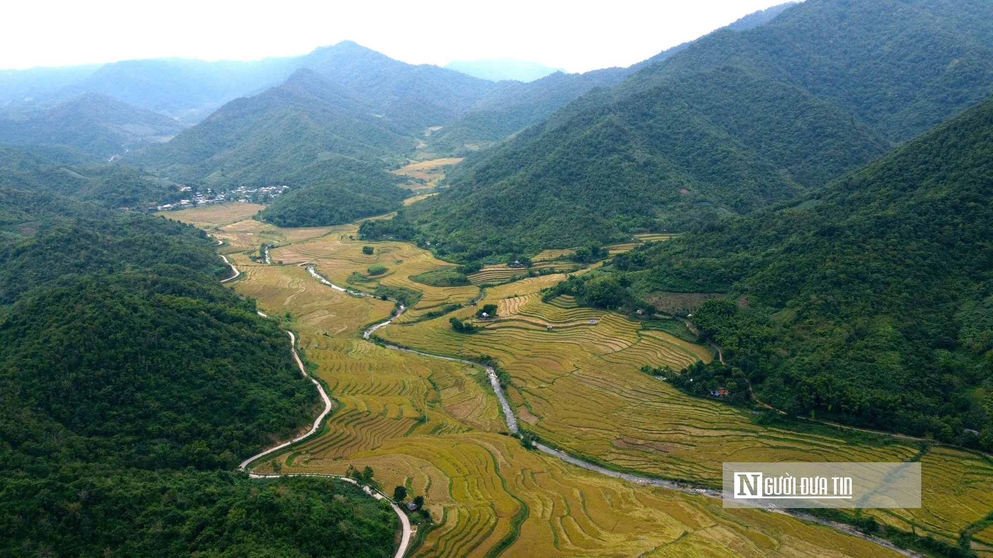 Thanh Hóa: Xã vùng biên thu tiền tỷ, nhờ giống nếp thơm, dẻo, chịu hạn tốt- Ảnh 3.