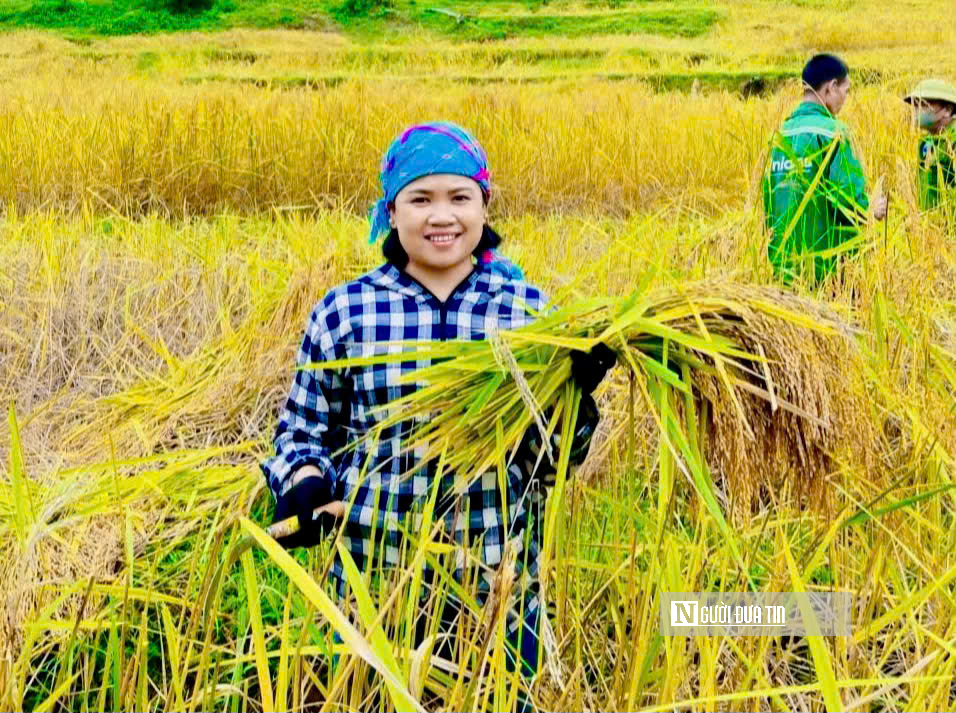 Thanh Hóa: Xã vùng biên thu tiền tỷ, nhờ giống nếp thơm, dẻo, chịu hạn tốt- Ảnh 4.