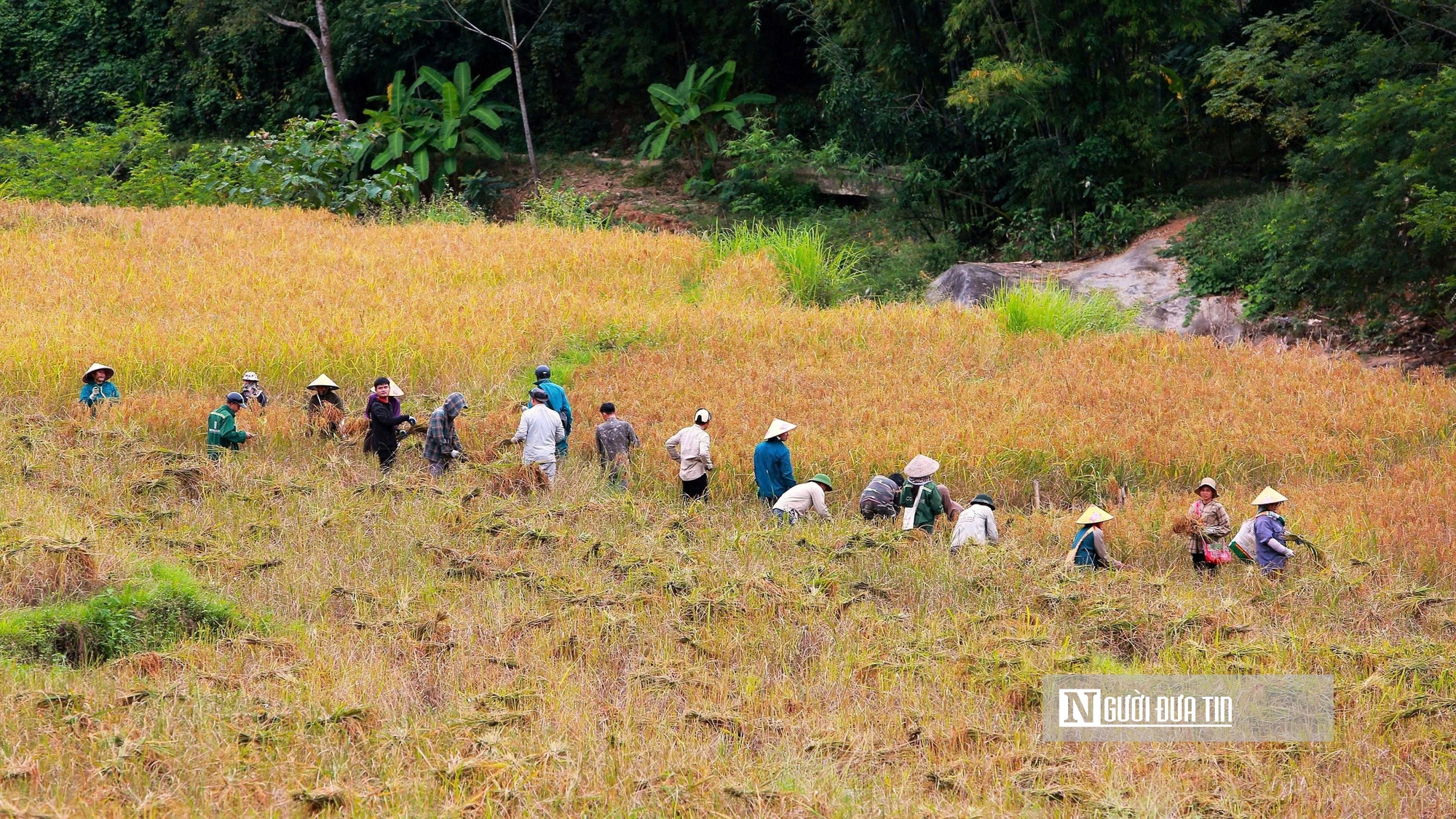 Thanh Hóa: Xã vùng biên thu tiền tỷ, nhờ giống nếp thơm, dẻo, chịu hạn tốt- Ảnh 5.