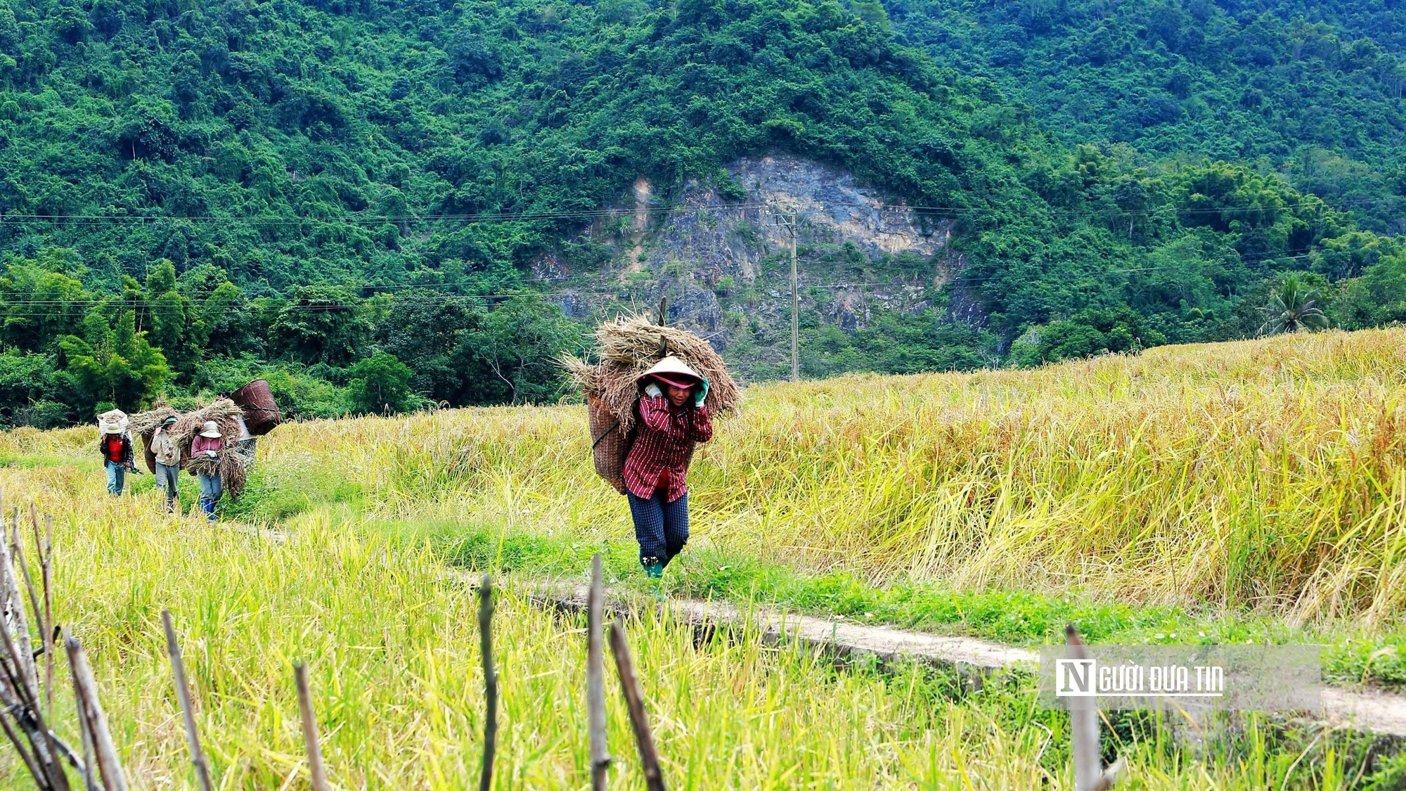 Thanh Hóa: Xã vùng biên thu tiền tỷ, nhờ giống nếp thơm, dẻo, chịu hạn tốt- Ảnh 6.