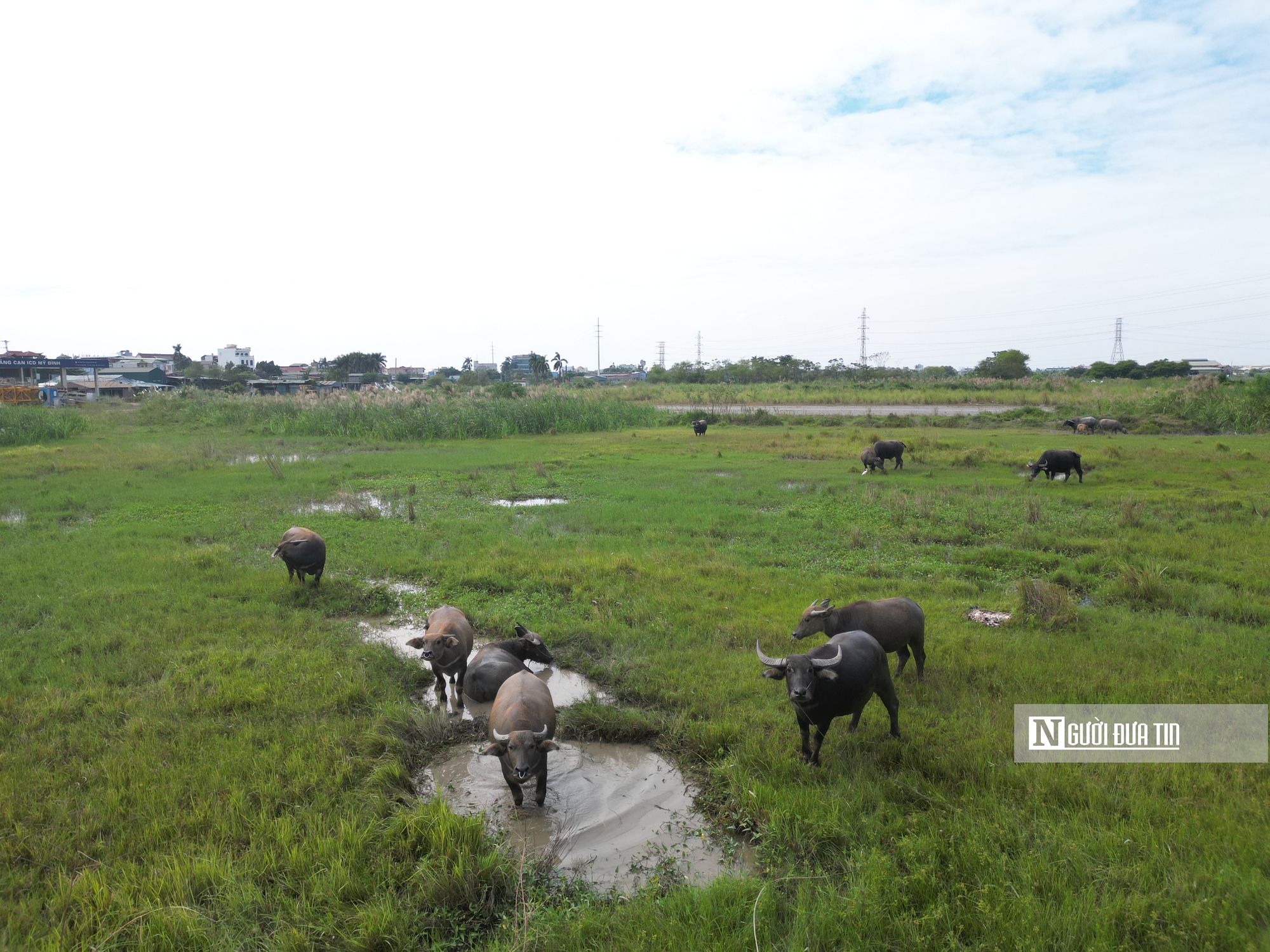 Dự án Cảng cạn ICD Mỹ Đình "mắc cạn" thành bãi chăn thả gia súc- Ảnh 7.