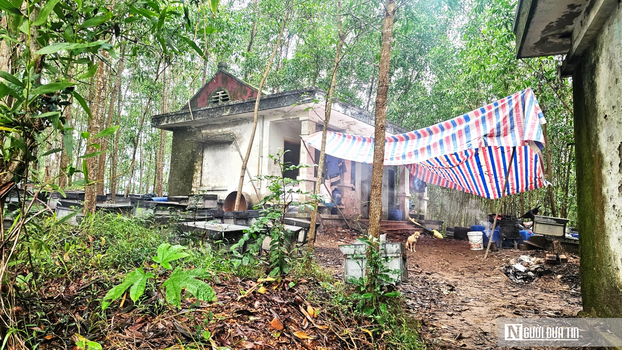 Đời “thiên di” giữa mùa thiên tai- Ảnh 1. Đời “thiên di” giữa mùa thiên tai- Ảnh 1.