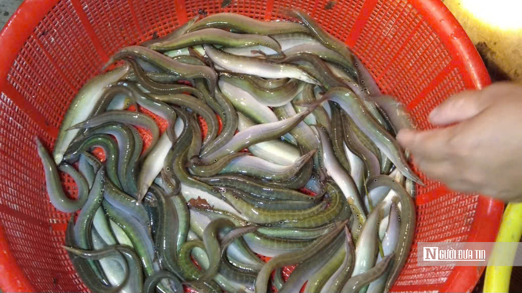 Lênh đênh giữa lộc trời con nước nổi - Ảnh 6.