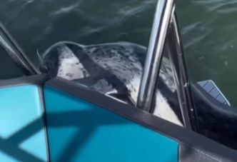 Bị cá voi sát thủ truy đuổi, hải cẩu có quyết định khó tin- Ảnh 1.