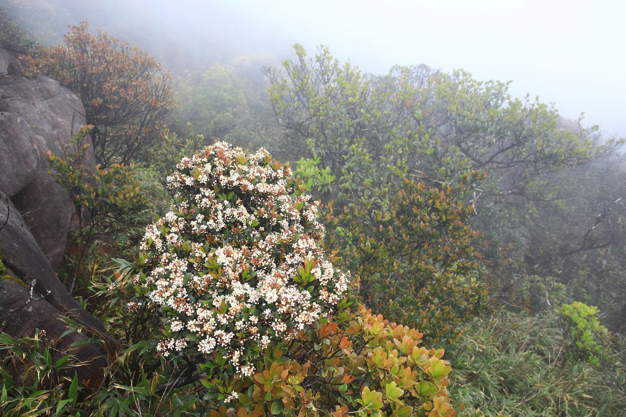 Mãn nhãn với biển mây, rừng rêu ma mị trên "nóc nhà" Quảng Trị - Ảnh 7.