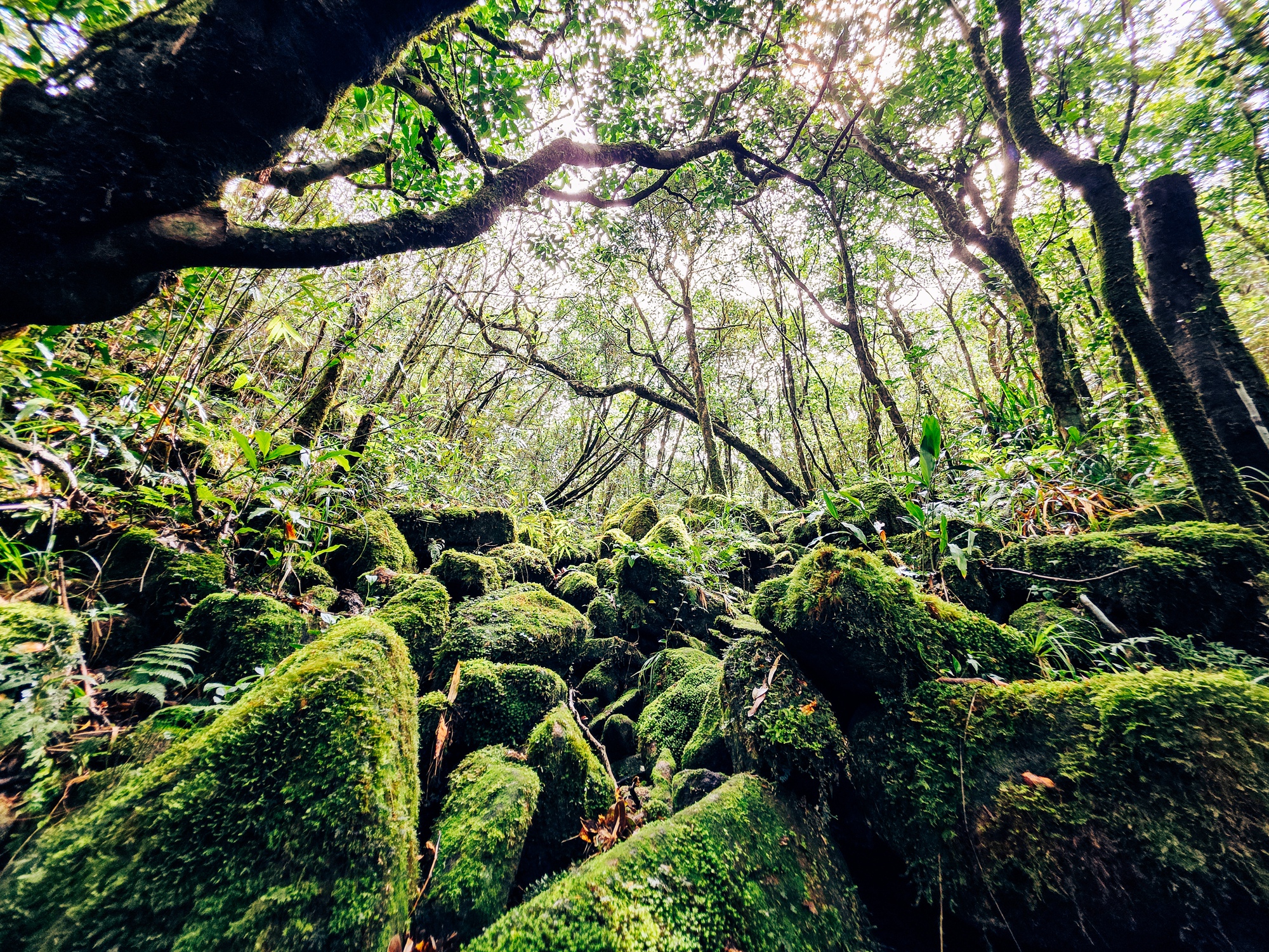 Mãn nhãn với biển mây, rừng rêu ma mị trên "nóc nhà" Quảng Trị - Ảnh 4.