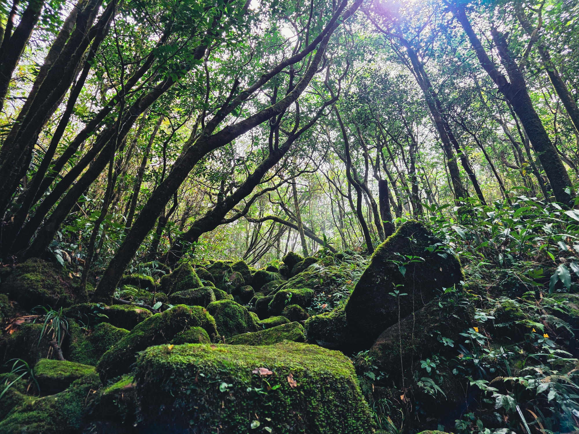 Mãn nhãn với biển mây, rừng rêu ma mị trên "nóc nhà" Quảng Trị - Ảnh 5.