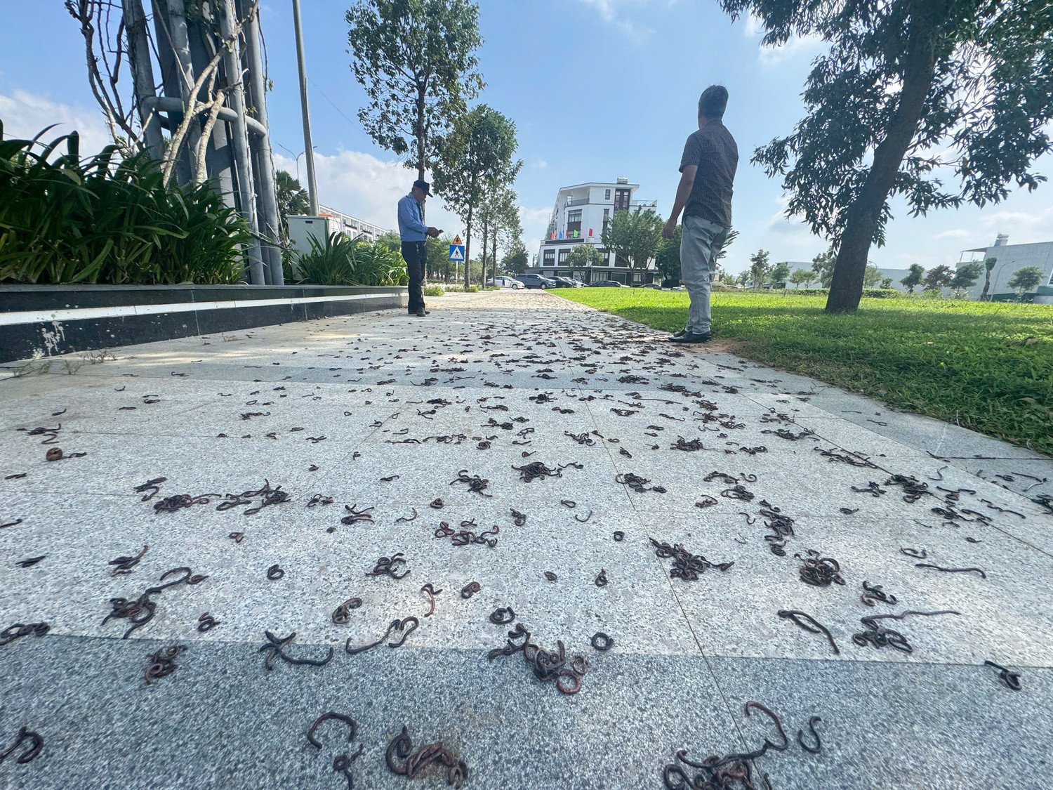 Cảnh tượng kinh hãi khi hàng nghìn con giun đất bò lên vỉa hè chết khô - Ảnh 3.