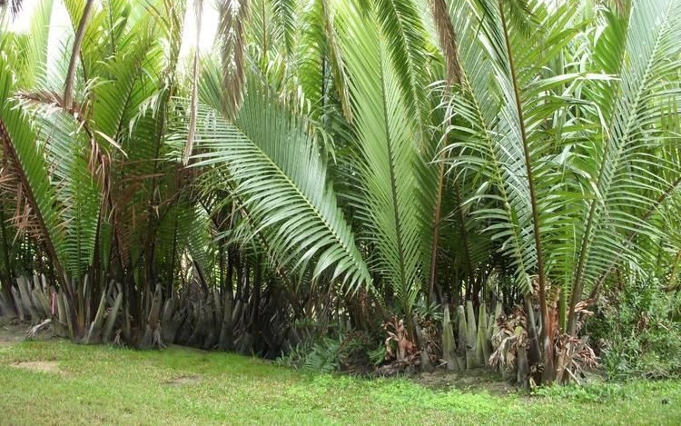 Buồn nôn, tê tay, người phụ nữ xuất hiện thứ "đáng sợ" trên lưng- Ảnh 2. Buồn nôn, tê tay, người phụ nữ xuất hiện thứ "đáng sợ" trên lưng- Ảnh 2.