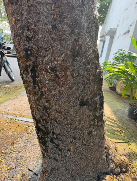 Rợn người với cảnh tượng sâu lạ bám chi chít trên thân cây, tràn cả vào nhà dân - Ảnh 1.