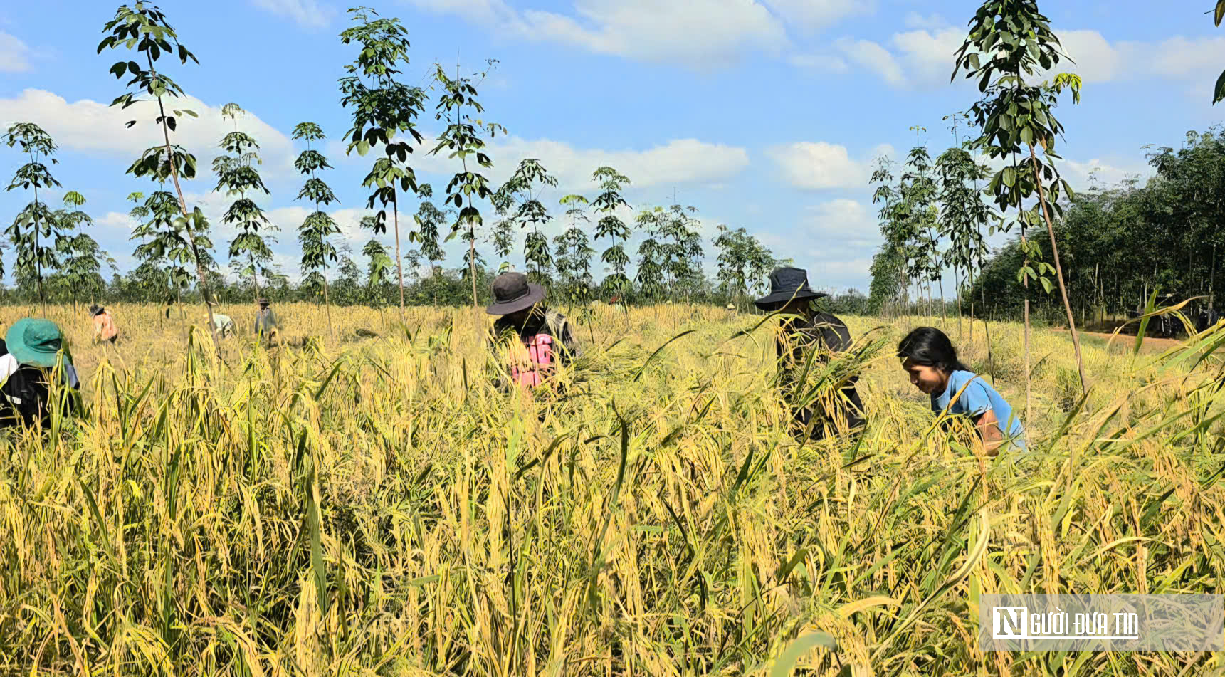 Mùa vàng giữa rừng cao su ở Đồng Nai- Ảnh 1. Mùa vàng giữa rừng cao su ở Đồng Nai- Ảnh 1.