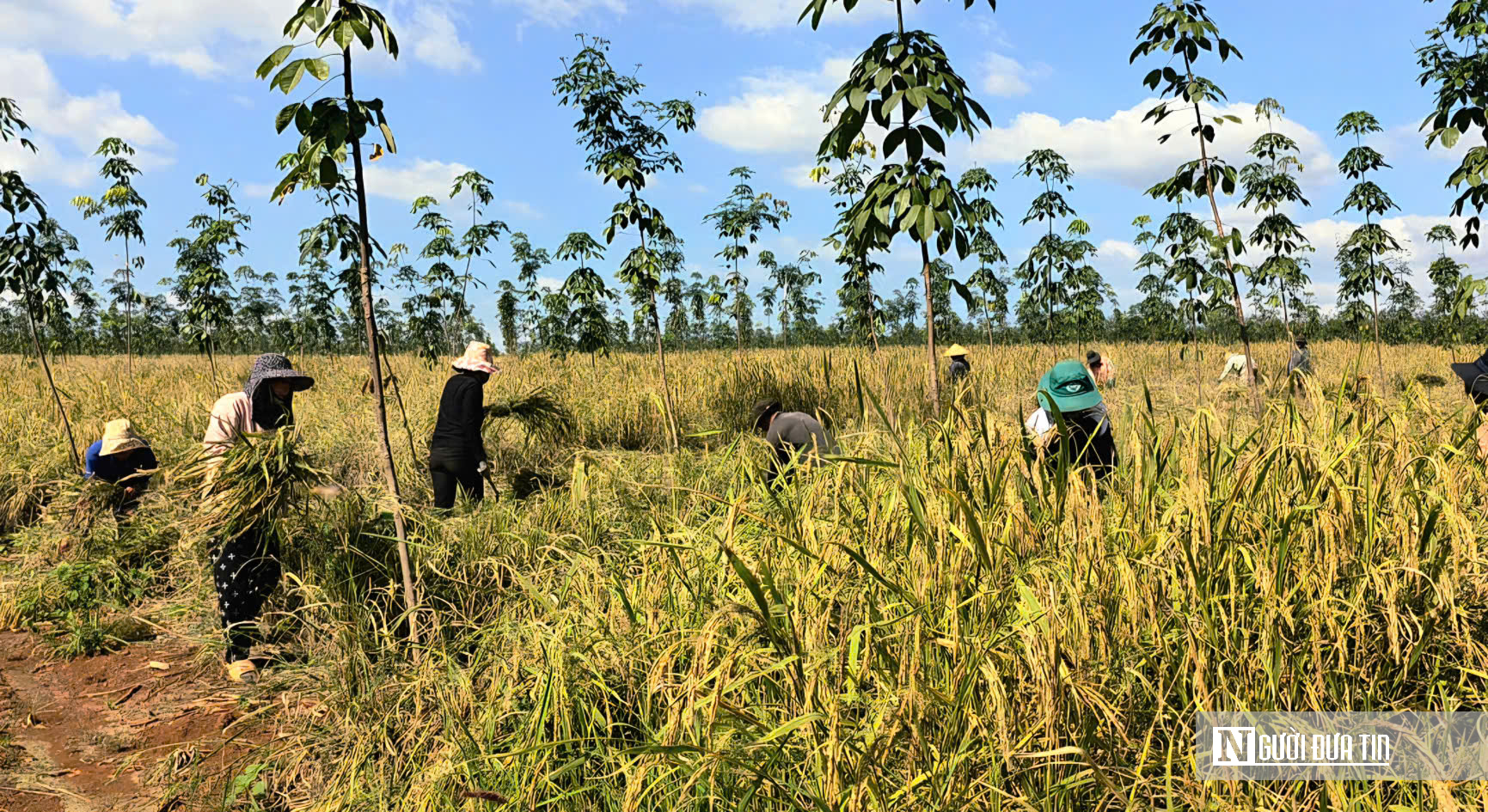 Mùa vàng giữa rừng cao su ở Đồng Nai- Ảnh 2. Mùa vàng giữa rừng cao su ở Đồng Nai- Ảnh 2.