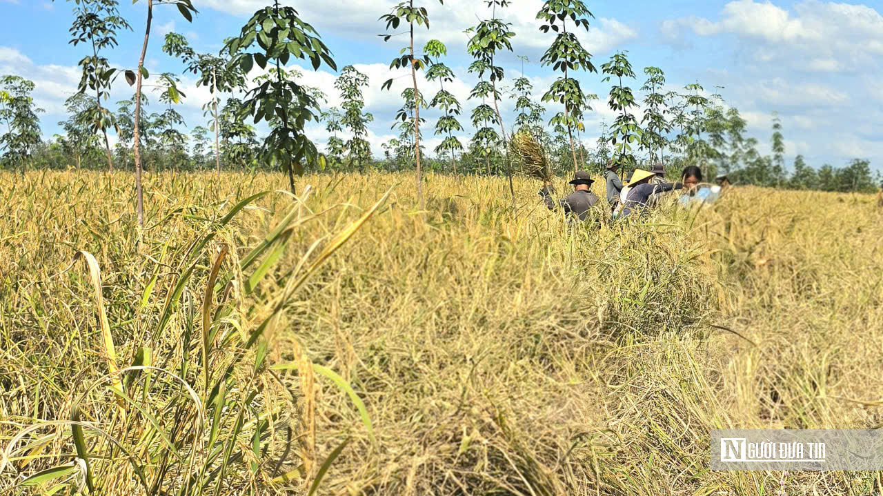 Mùa vàng giữa rừng cao su ở Đồng Nai- Ảnh 3. Mùa vàng giữa rừng cao su ở Đồng Nai- Ảnh 3.