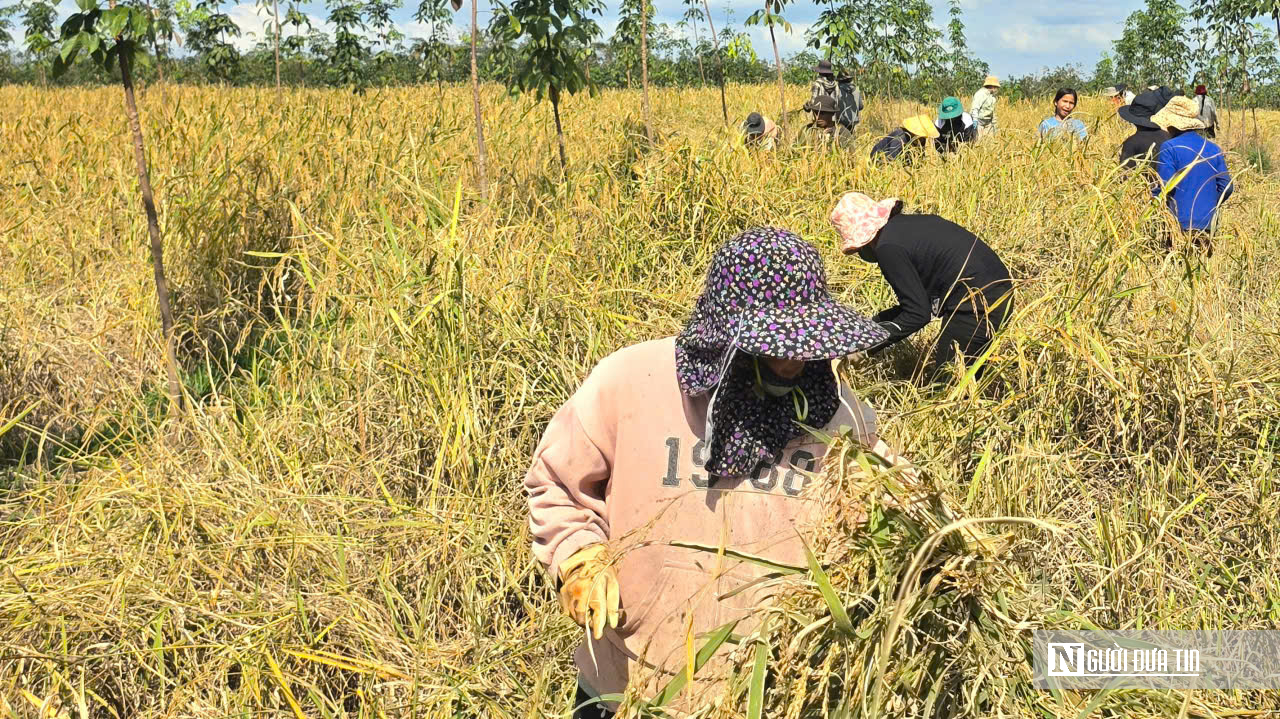 Mùa vàng giữa rừng cao su ở Đồng Nai- Ảnh 4. Mùa vàng giữa rừng cao su ở Đồng Nai- Ảnh 4.