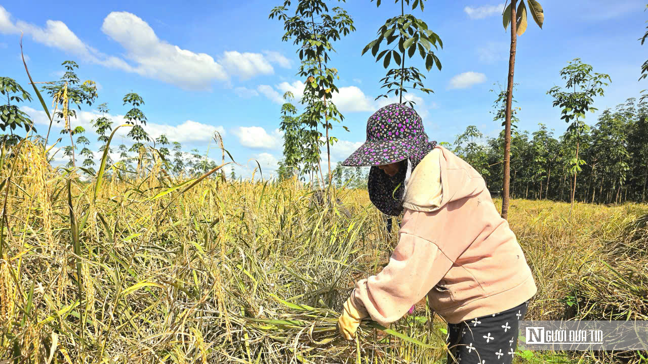 Mùa vàng giữa rừng cao su ở Đồng Nai- Ảnh 5. Mùa vàng giữa rừng cao su ở Đồng Nai- Ảnh 5.