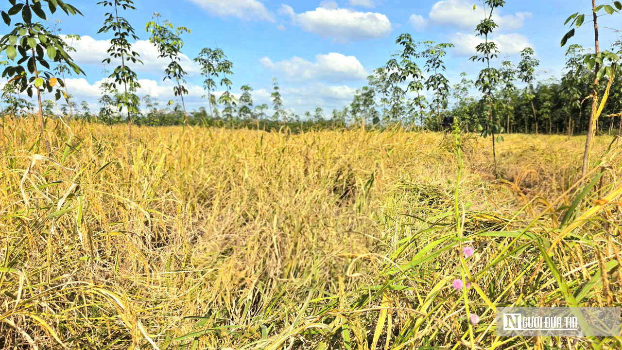 Mùa vàng giữa rừng cao su ở Đồng Nai- Ảnh 6. Mùa vàng giữa rừng cao su ở Đồng Nai- Ảnh 6.