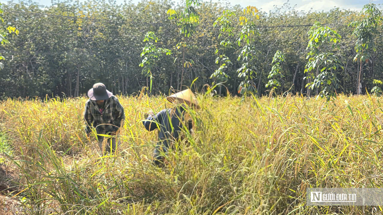 Mùa vàng giữa rừng cao su ở Đồng Nai- Ảnh 8. Mùa vàng giữa rừng cao su ở Đồng Nai- Ảnh 8.