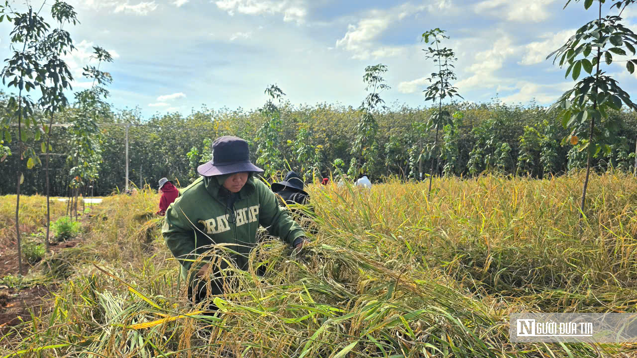 Mùa vàng giữa rừng cao su ở Đồng Nai- Ảnh 9. Mùa vàng giữa rừng cao su ở Đồng Nai- Ảnh 9.