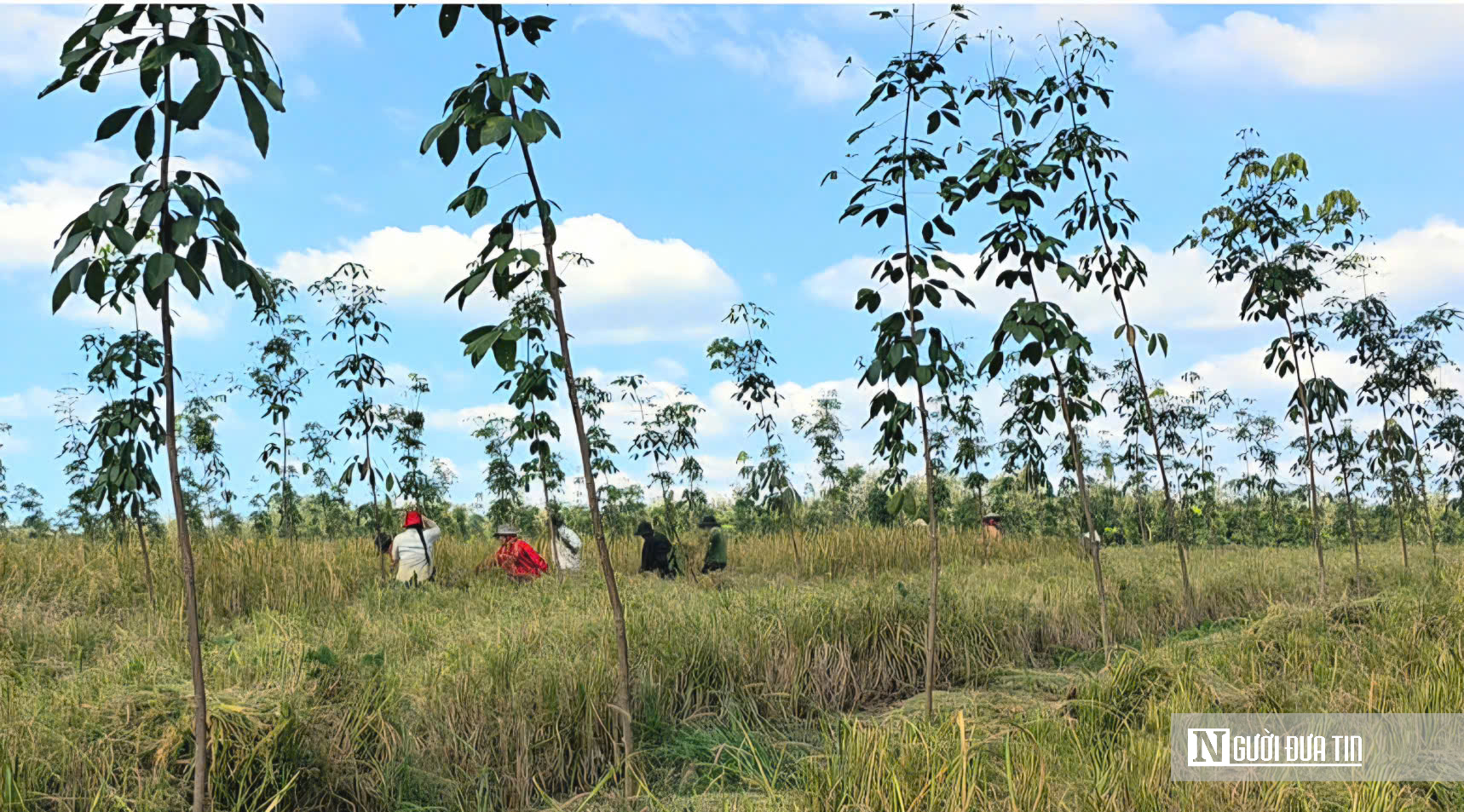 Mùa vàng giữa rừng cao su ở Đồng Nai- Ảnh 10. Mùa vàng giữa rừng cao su ở Đồng Nai- Ảnh 10.