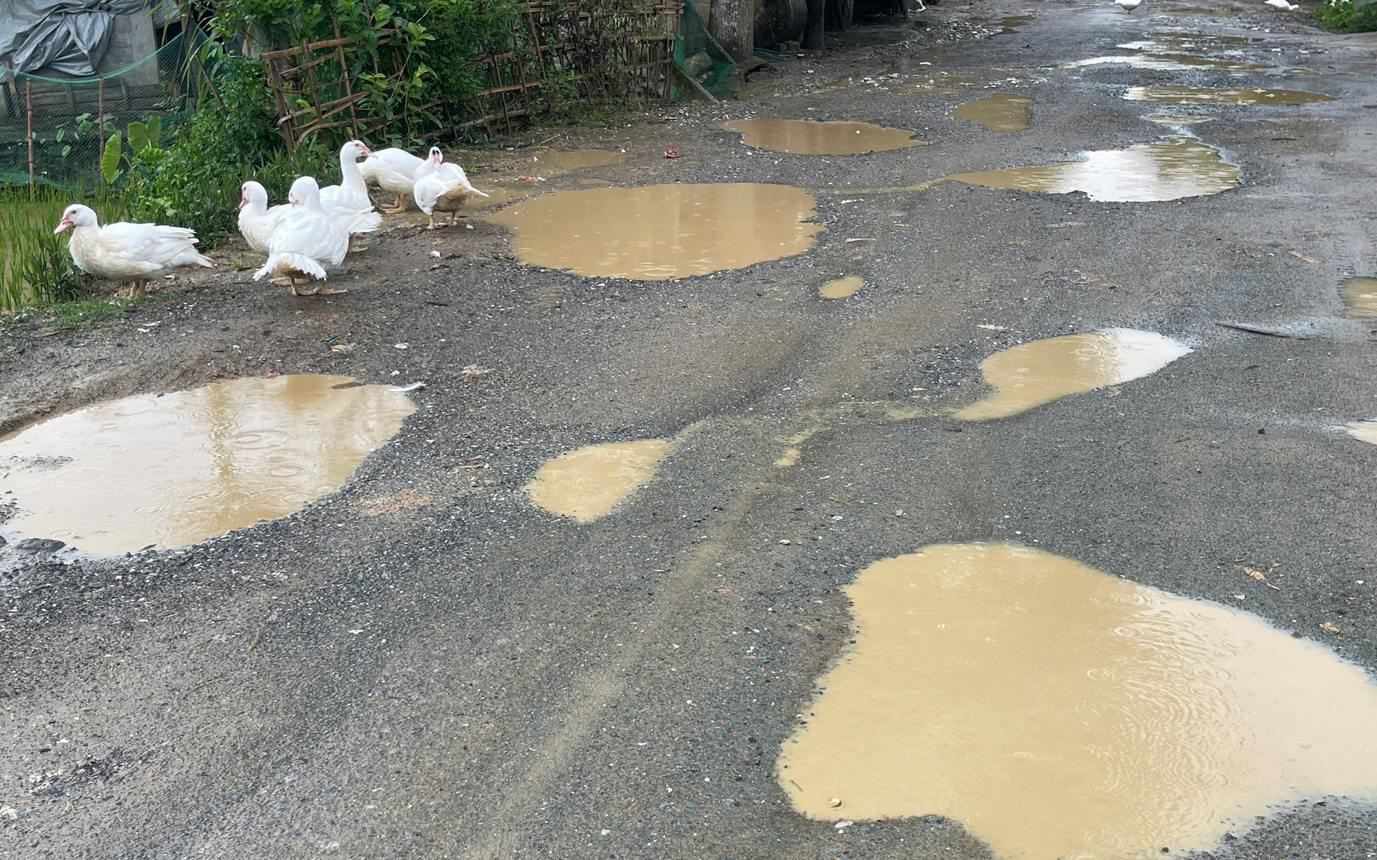 Sở X&acirc;y dựng Thanh H&oacute;a phản hồi về tỉnh lộ 530D "ổ voi, ổ g&agrave; th&agrave;nh vũng nước thả vịt"  - Ảnh 3.