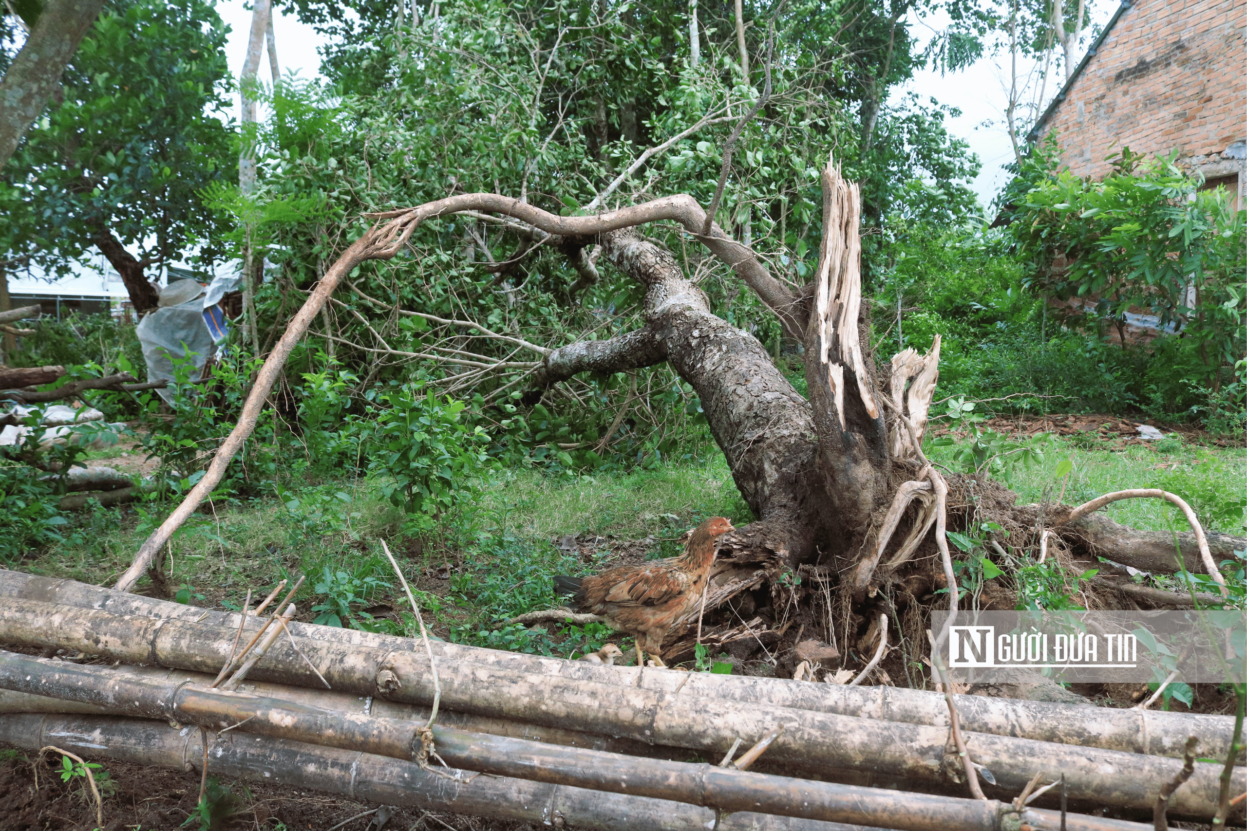 Đà Nẵng: Khẩn trương khắc phục hậu quả lốc xoáy - Ảnh 9.
